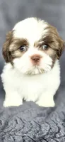 Snoopy , a male Shih Tzu for sale in Camilla, GA – 1 of 6