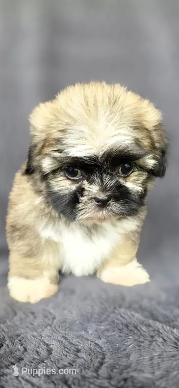 Dober – Shih Tzu puppy for sale in Camilla, GA