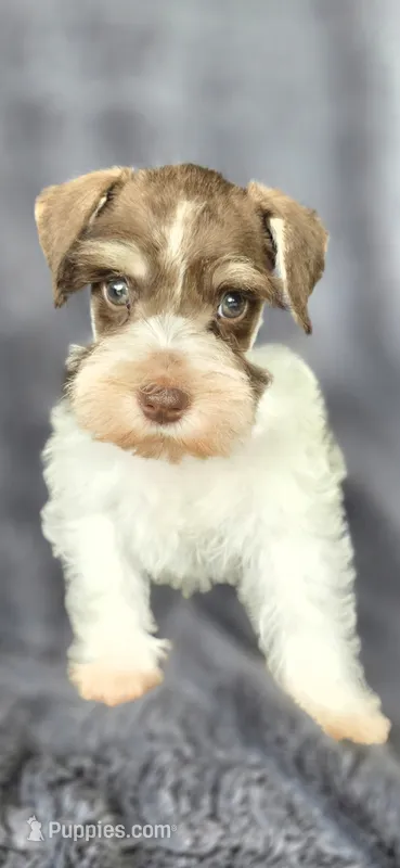 Hugo – Miniature Schnauzer puppy for sale in Camilla, GA