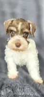 Hugo, a male Miniature Schnauzer for sale in Camilla, GA – 1 of 6