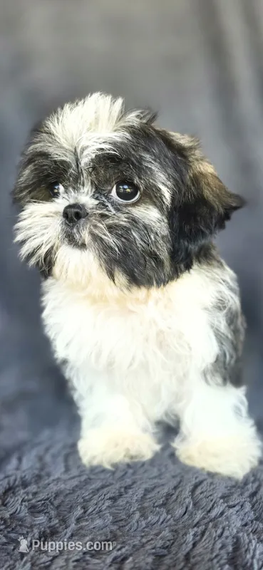Mater – Shih Tzu puppy for sale in Camilla, GA