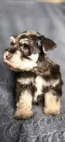 Annie, a female Miniature Schnauzer for sale in Camilla, GA – 2 of 5