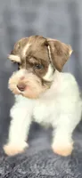 Hugo, a male Miniature Schnauzer for sale in Camilla, GA – 4 of 6