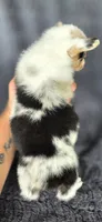 Candy, a female Cardigan Welsh Corgi and Pembroke Welsh Corgi for sale in Camilla, GA – 2 of 6