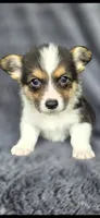 Scooby, a male Cardigan Welsh Corgi and Pembroke Welsh Corgi for sale in Camilla, GA – 3 of 4