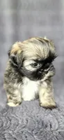 Shein, a female Shih Tzu for sale in Camilla, GA – 4 of 5