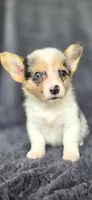 Candy, a female Cardigan Welsh Corgi and Pembroke Welsh Corgi for sale in Camilla, GA – 3 of 6
