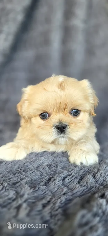 Clyde – Shih Tzu puppy for sale in Camilla, GA