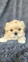 Clyde, a male Shih Tzu for sale in Camilla, GA – 1 of 5