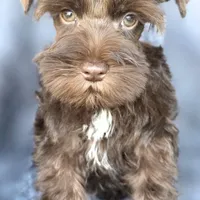 Chester, a male Miniature Schnauzer for sale in Camilla, GA – Photo 1 of 10