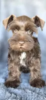 Chester, a male Miniature Schnauzer for sale in Camilla, GA – Photo 1 of 5