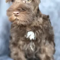 Chester, a male Miniature Schnauzer for sale in Camilla, GA – Photo 4 of 10