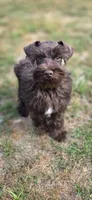 Chester, a male Miniature Schnauzer for sale in Camilla, GA – Photo 9 of 10