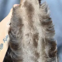 Chester, a male Miniature Schnauzer for sale in Camilla, GA – Photo 5 of 10