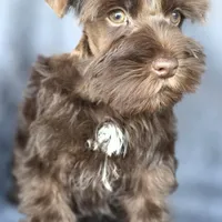 Chester, a male Miniature Schnauzer for sale in Camilla, GA – Photo 2 of 10