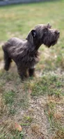Chester, a male Miniature Schnauzer for sale in Camilla, GA – Photo 8 of 10