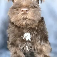 Chester, a male Miniature Schnauzer for sale in Camilla, GA – Photo 3 of 10