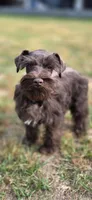 Chester, a male Miniature Schnauzer for sale in Camilla, GA – Photo 7 of 10