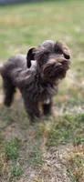Chester, a male Miniature Schnauzer for sale in Camilla, GA – Photo 6 of 10