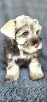 Mercedes, a female Miniature Schnauzer for sale in Camilla, GA – 4 of 6