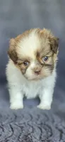 Sophia, a female Pomeranian and Shih Tzu for sale in Camilla, GA – 5 of 7