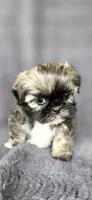 Shein, a female Shih Tzu for sale in Camilla, GA – 2 of 5