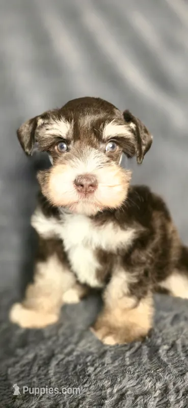 Ruger – Miniature Schnauzer puppy for sale in Camilla, GA