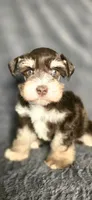 Ruger, a male Miniature Schnauzer for sale in Camilla, GA – 1 of 5