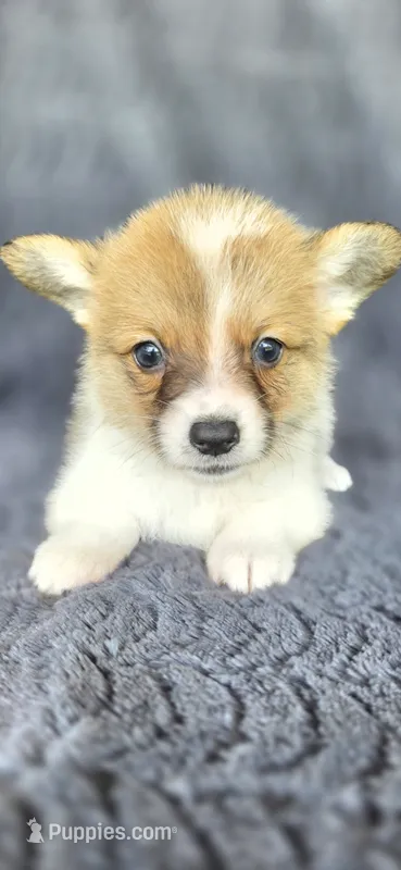 Trooper – Cardigan Welsh Corgi, Pembroke Welsh Corgi puppy for sale in Camilla, GA