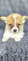 Trooper, a male Cardigan Welsh Corgi and Pembroke Welsh Corgi for sale in Camilla, GA – 1 of 4