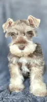Clifford, a male Miniature Schnauzer for sale in Camilla, GA – Photo 3 of 5