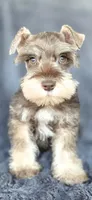 Clifford, a male Miniature Schnauzer for sale in Camilla, GA – Photo 1 of 5