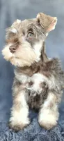 Clifford, a male Miniature Schnauzer for sale in Camilla, GA – Photo 4 of 5