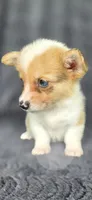 Trudy, a female Cardigan Welsh Corgi and Pembroke Welsh Corgi for sale in Camilla, GA – 3 of 5