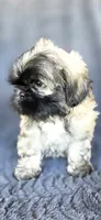 Duce, a male Shih Tzu for sale in Camilla, GA – 2 of 7