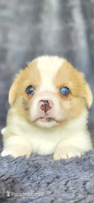 Sierra – Cardigan Welsh Corgi, Pembroke Welsh Corgi puppy for sale in Camilla, GA