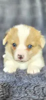 Sierra, a female Cardigan Welsh Corgi and Pembroke Welsh Corgi for sale in Camilla, GA – Photo 3 of 6