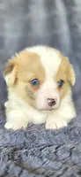 Sierra, a female Cardigan Welsh Corgi and Pembroke Welsh Corgi for sale in Camilla, GA – Photo 2 of 6