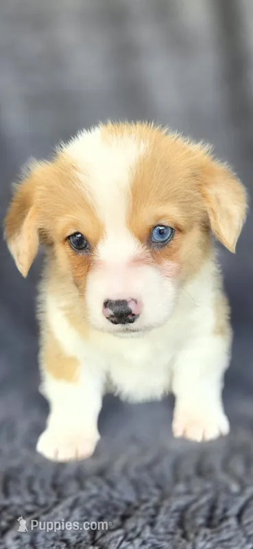 Sierra – Cardigan Welsh Corgi, Pembroke Welsh Corgi puppy for sale in Camilla, GA