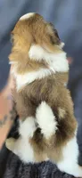 Romeo, a male Pomeranian and Shih Tzu for sale in Camilla, GA – 4 of 5