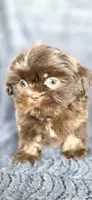Linus, a male Shih Tzu for sale in Camilla, GA – 5 of 6