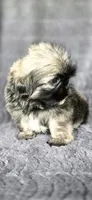 Frise, a male Shih Tzu for sale in Camilla, GA – 2 of 7