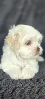 Prissy, a female Maltese and Shih Tzu for sale in Camilla, GA – 6 of 6