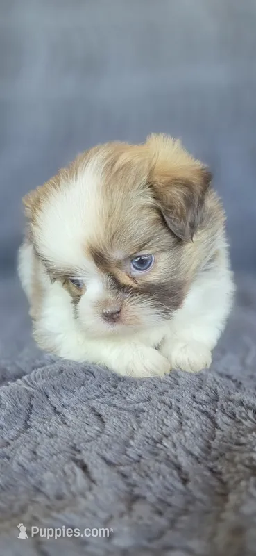 Sophia – Pomeranian, Shih Tzu puppy for sale in Camilla, GA