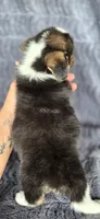 Click, a male Cardigan Welsh Corgi and Pembroke Welsh Corgi for sale in Camilla, GA – 3 of 5