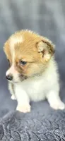 Trooper, a male Cardigan Welsh Corgi and Pembroke Welsh Corgi for sale in Camilla, GA – 4 of 4
