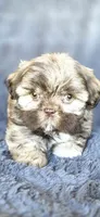 Meme, a female Shih Tzu for sale in Camilla, GA – 5 of 7