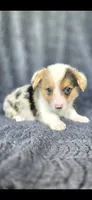 Bugsy, a male Cardigan Welsh Corgi and Pembroke Welsh Corgi for sale in Camilla, GA – 2 of 5