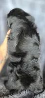Junior, a male Shih Tzu for sale in Camilla, GA – 6 of 6
