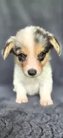 Piggy, a female Cardigan Welsh Corgi and Pembroke Welsh Corgi for sale in Camilla, GA – 6 of 7